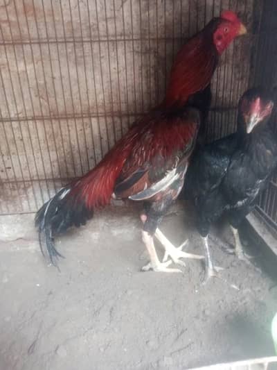 aseel murgha choti  hight main hy  exchange posible withe breeder murg