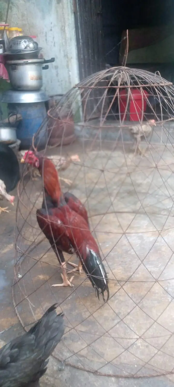 aseel murgha choti  hight main hy  exchange posible withe breeder murg — photo 3