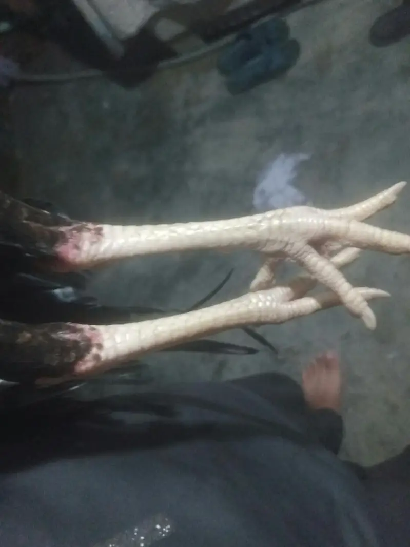 aseel murgha choti  hight main hy  exchange posible withe breeder murg — photo 4