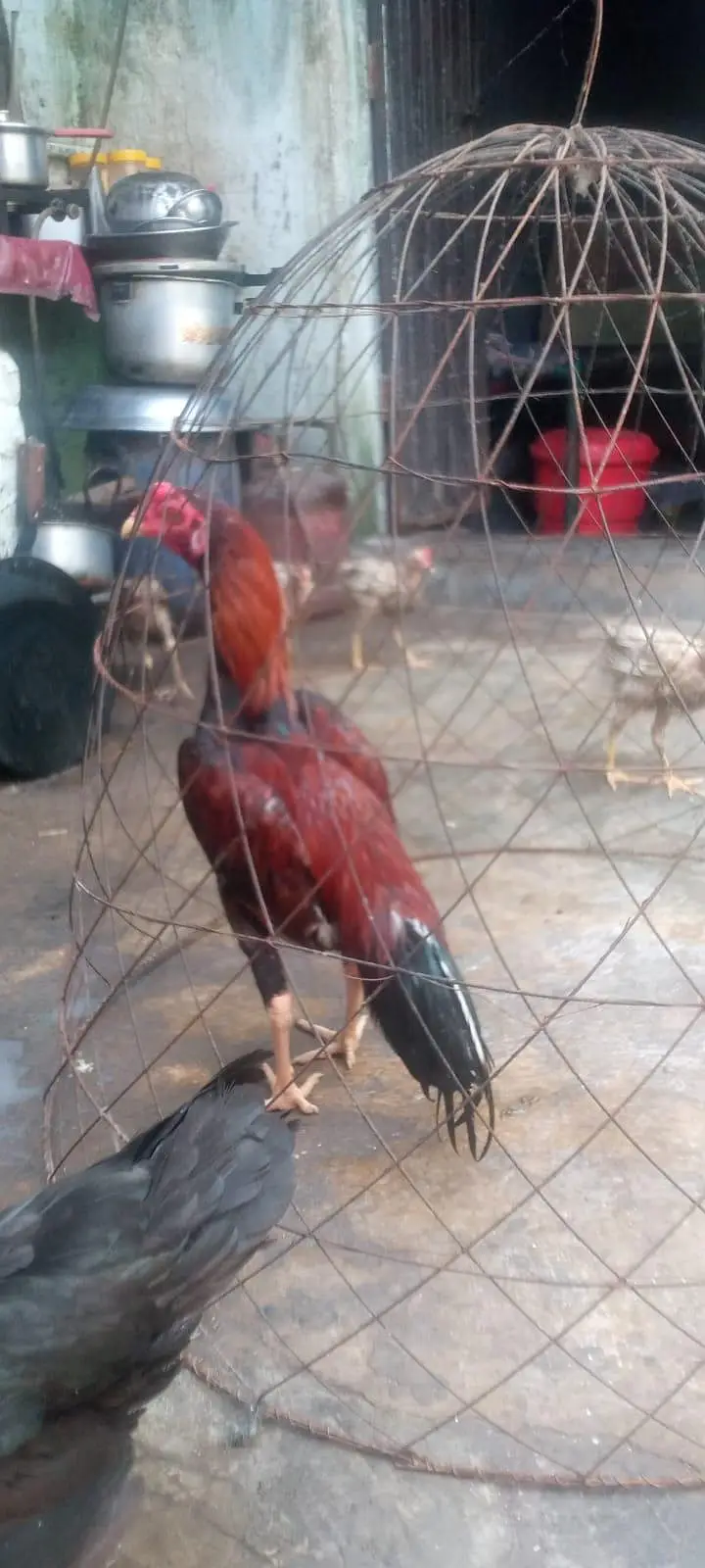 aseel murgha choti  hight main hy  exchange posible withe breeder murg — photo 5