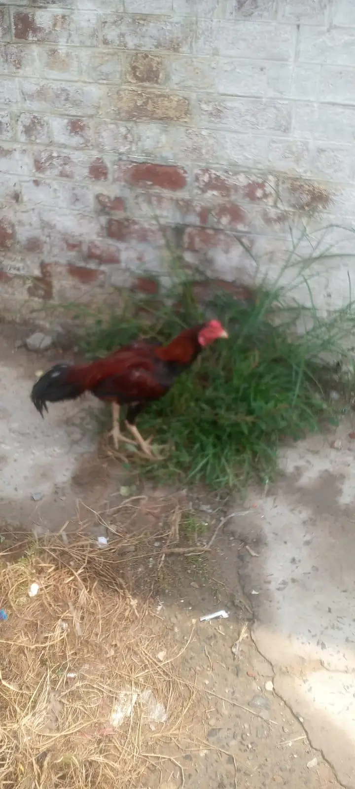 aseel murgha choti  hight main hy  exchange posible withe breeder murg — photo 7