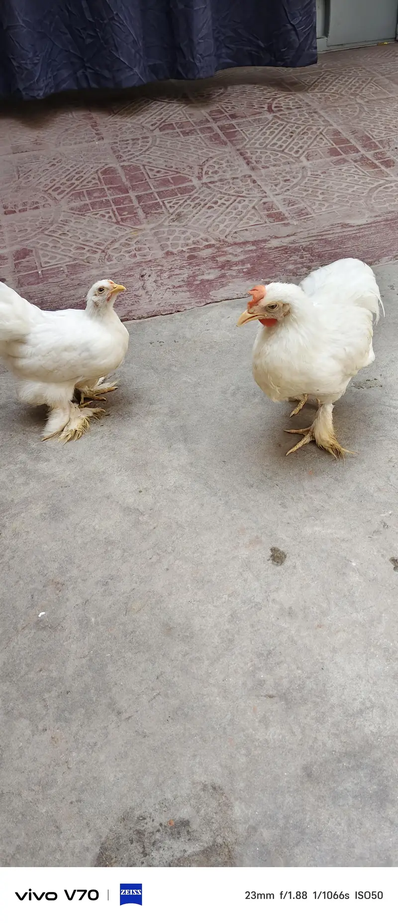 bandham chicken — photo 2