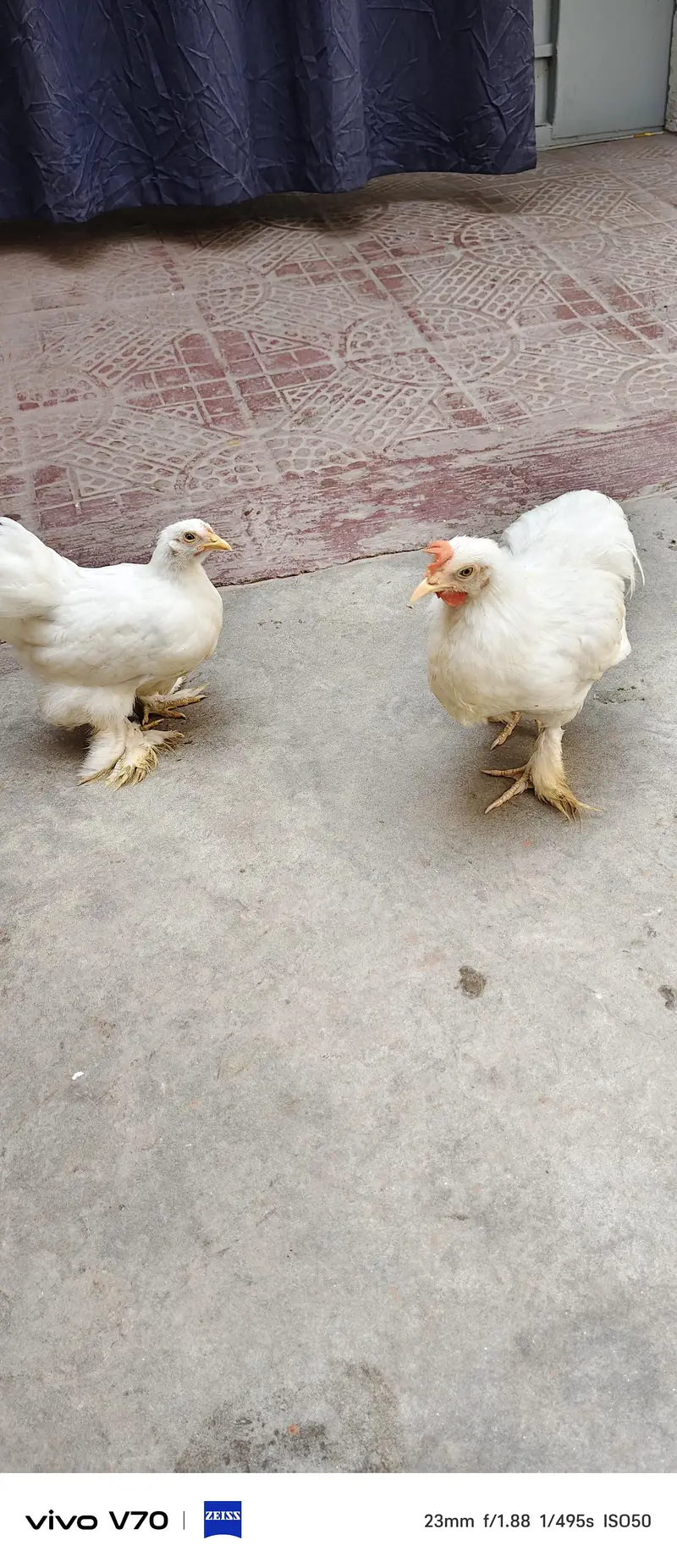 bandham chicken — photo 3