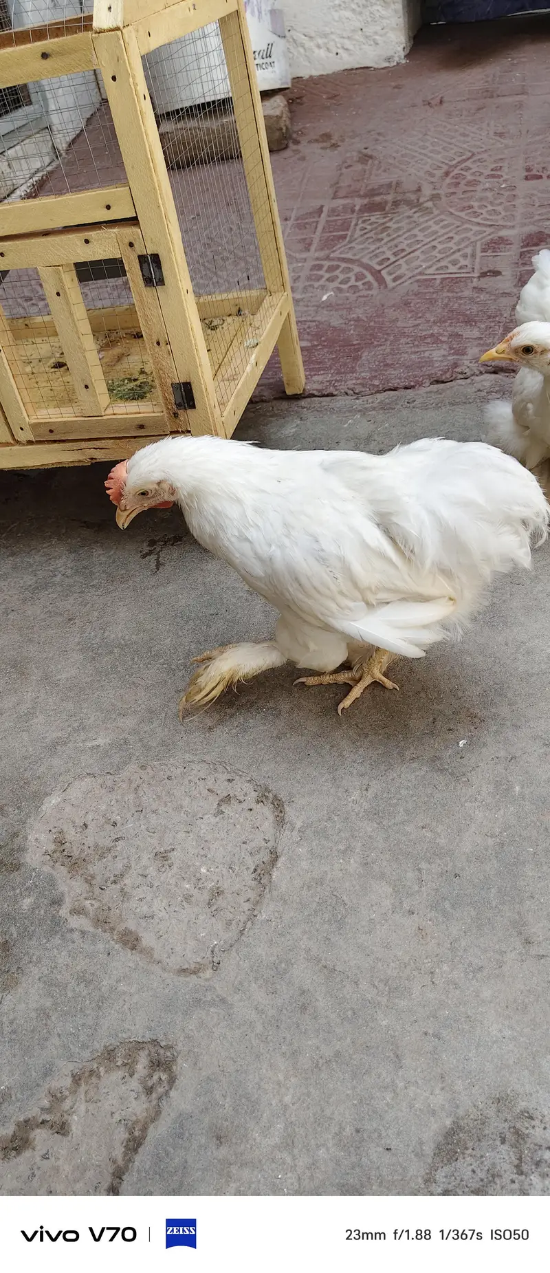 bandham chicken — photo 4