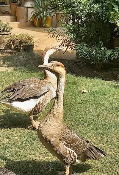 Hance Duck