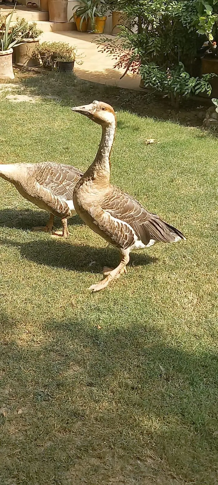 Hance Duck — photo 2