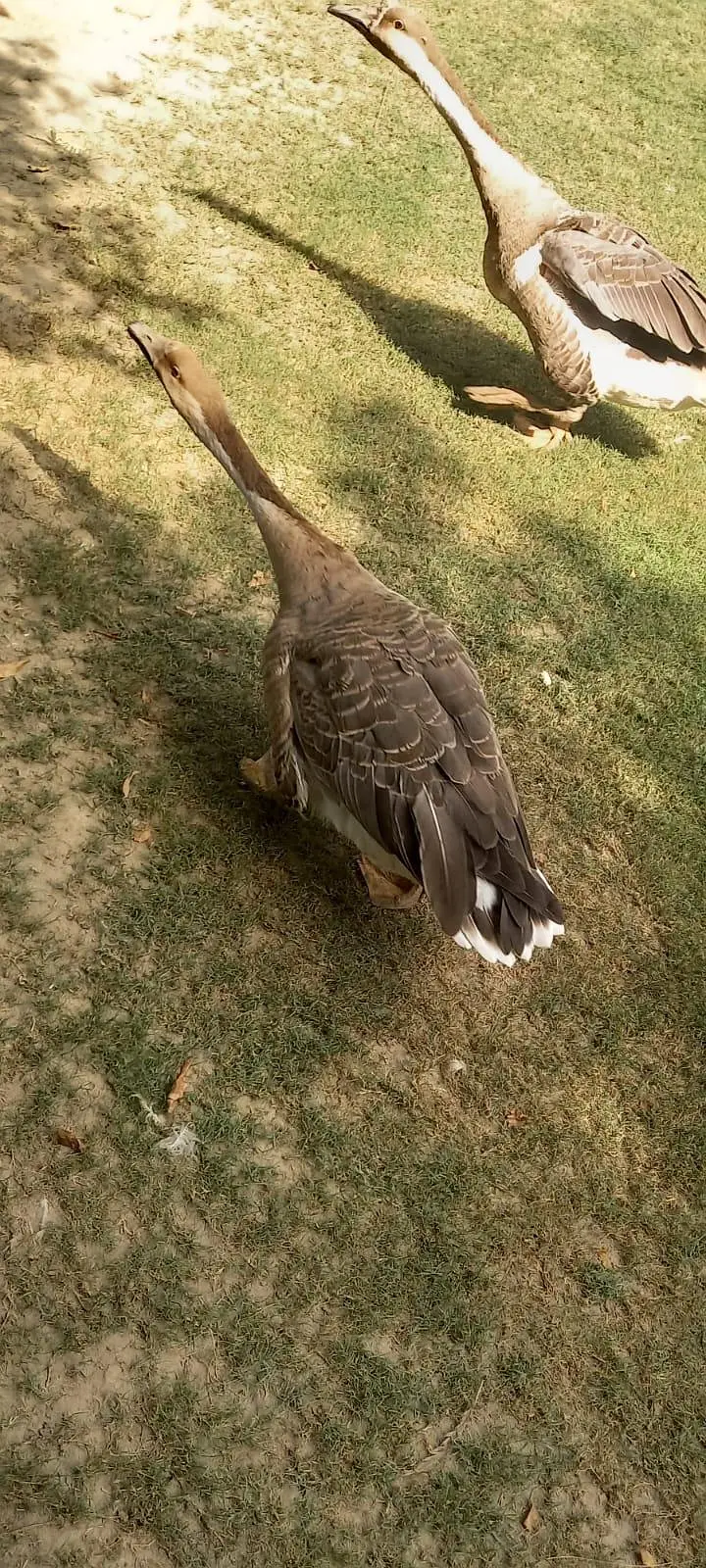 Hance Duck — photo 3