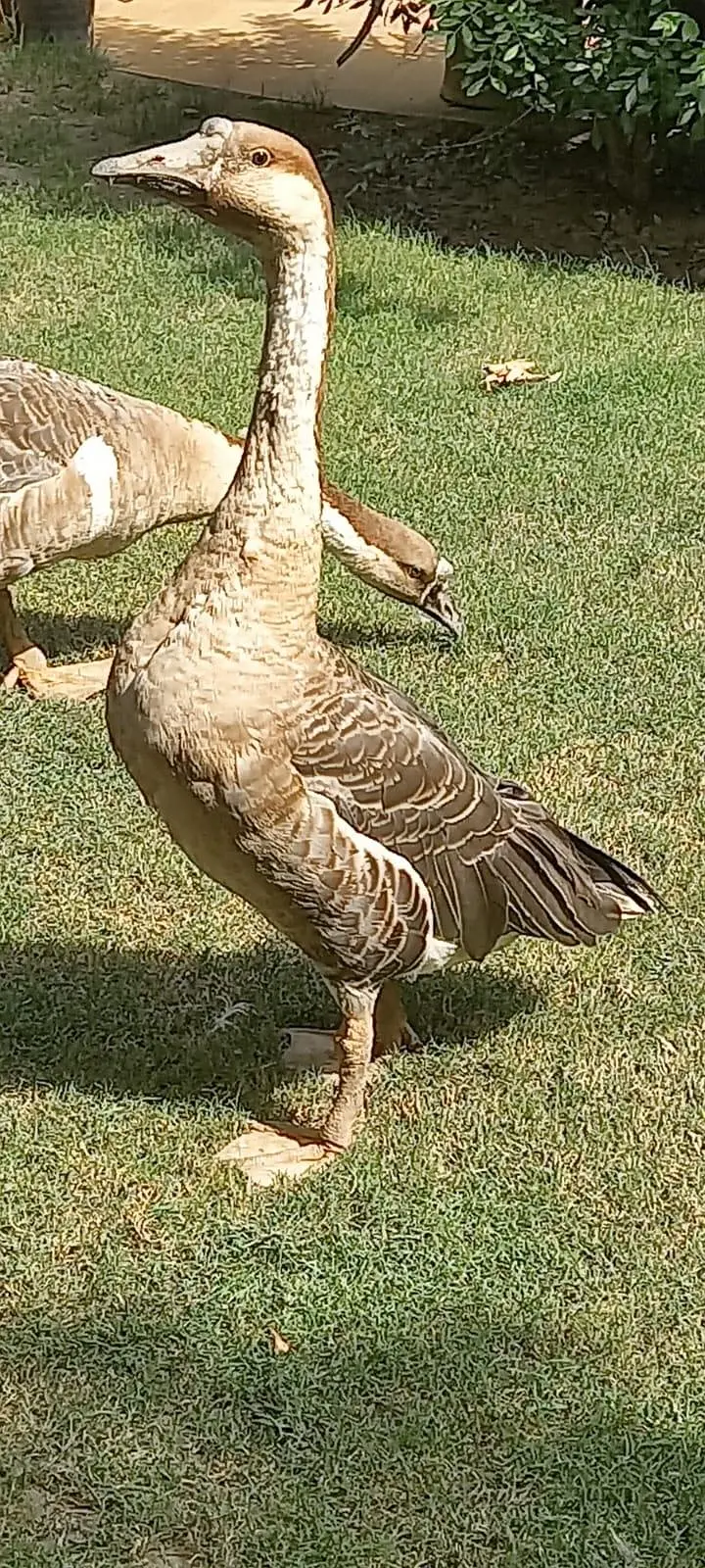 Hance Duck — photo 4