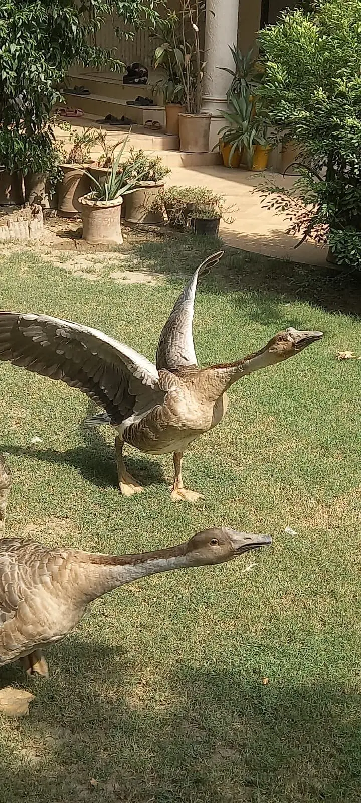 Hance Duck — photo 5