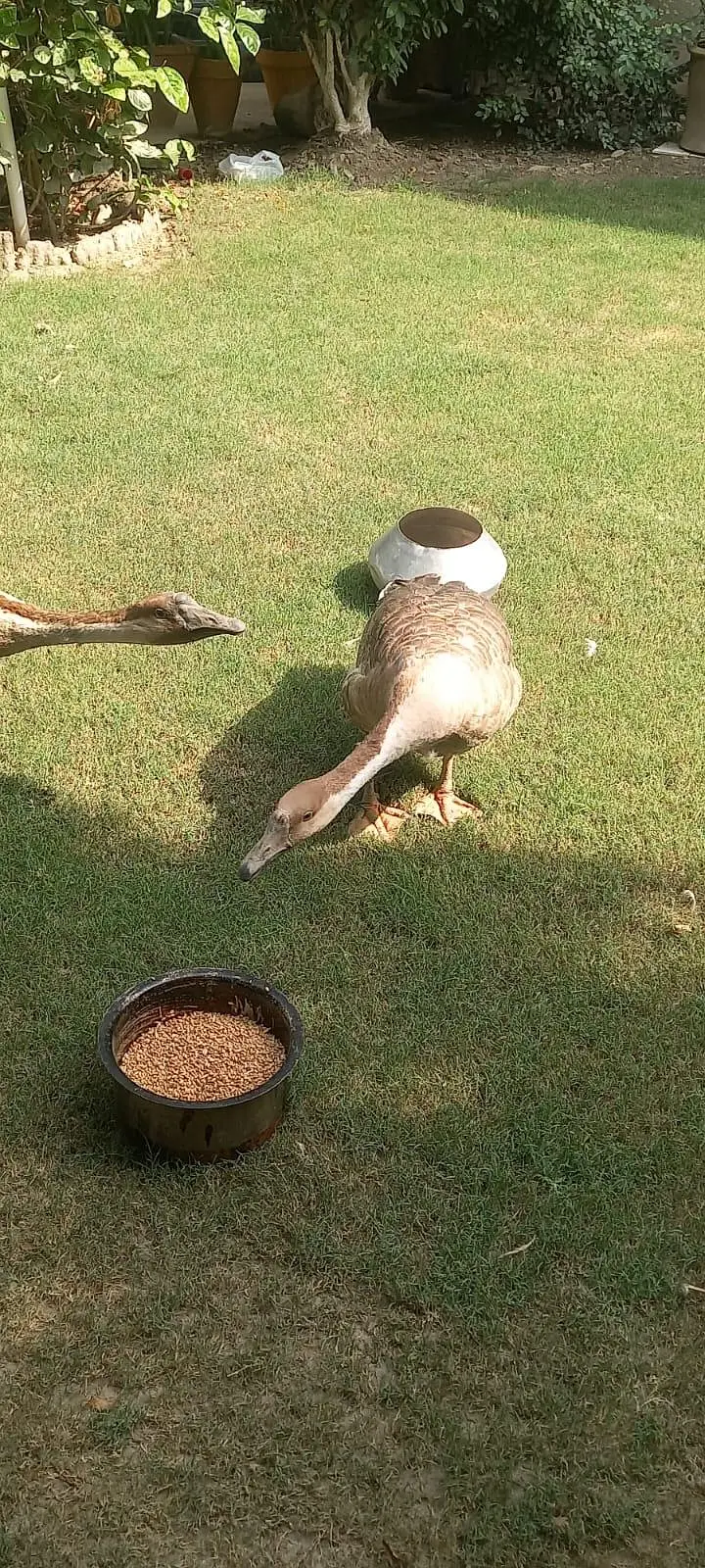 Hance Duck — photo 6