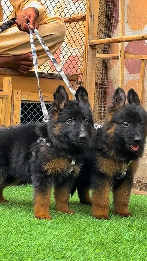 German shepherd puppie WhatsApp contact o344/17/52/88/two — photo 2