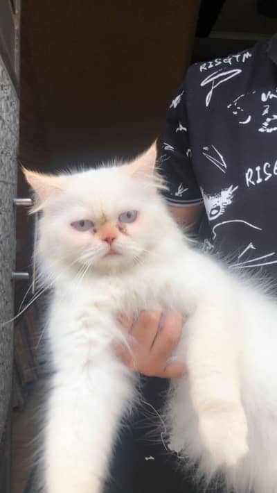 Persian Cat | Punch face | Trained Cat | Sky blue eyes