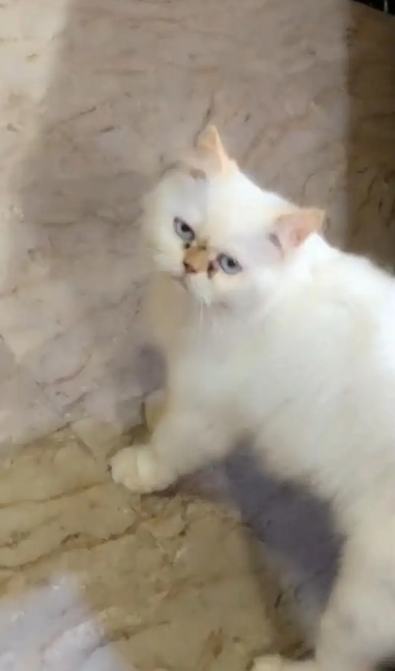 Persian Cat | Punch face | Trained Cat | Sky blue eyes — photo 6