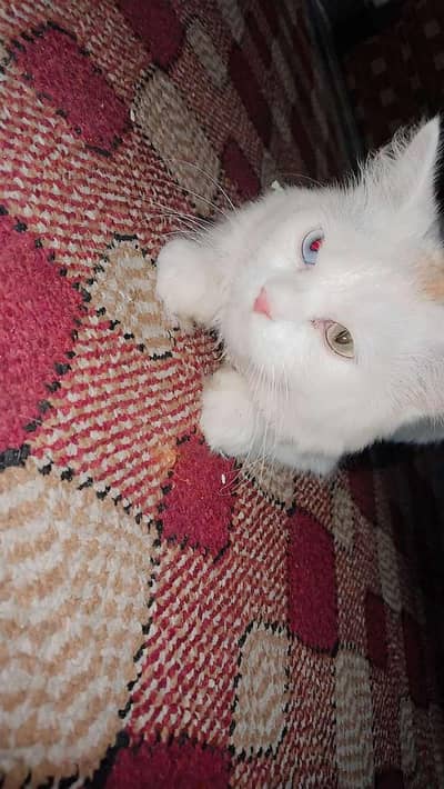 Persian Male cat