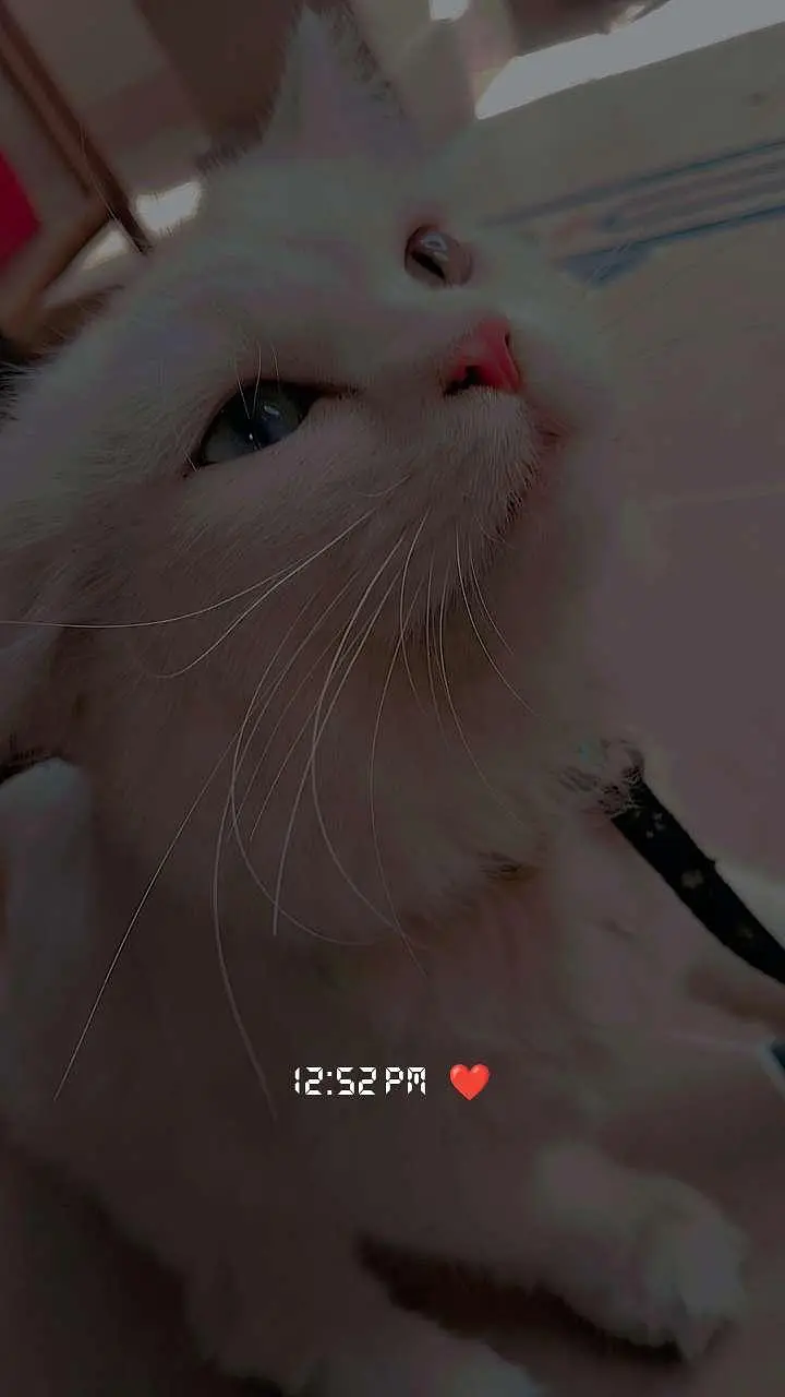 Persian Male cat — photo 2