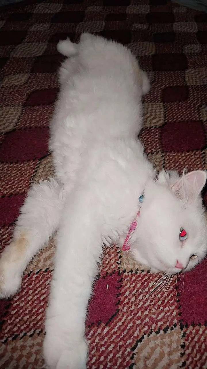 Persian Male cat — photo 3