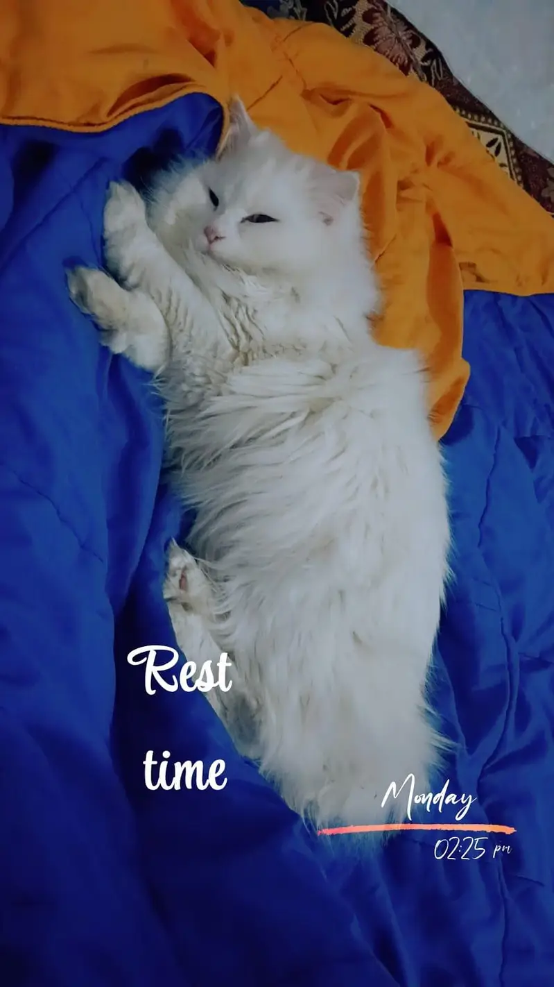 Persian Male cat — photo 4