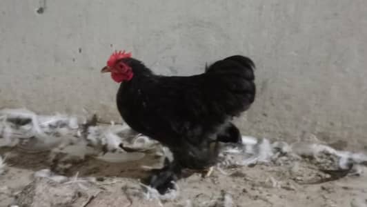 Black Bentum Blue Bentum available