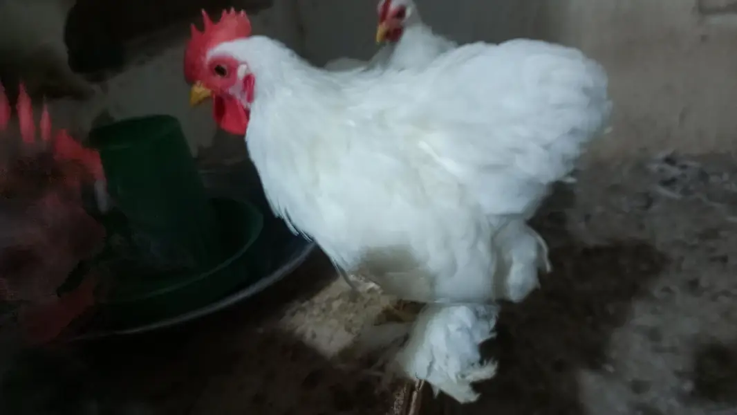 Black Bentum Blue Bentum available — photo 10