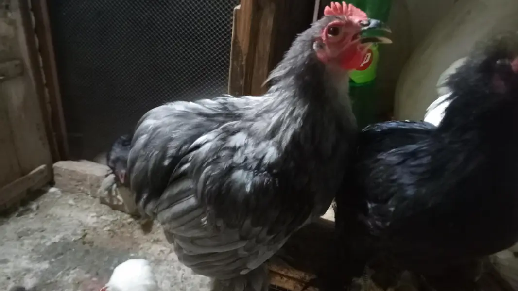 Black Bentum Blue Bentum available — photo 11