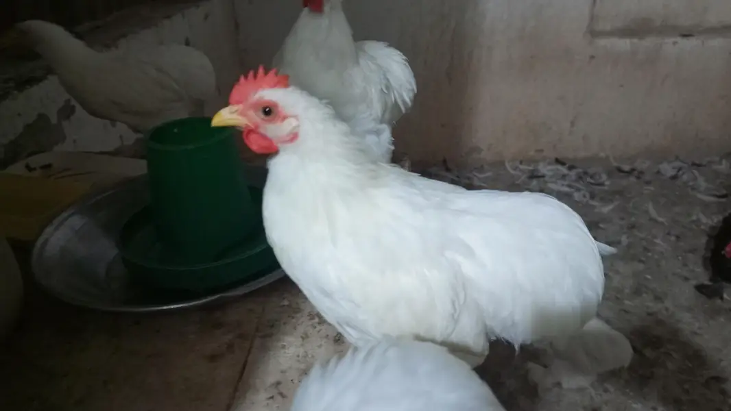 Black Bentum Blue Bentum available — photo 12