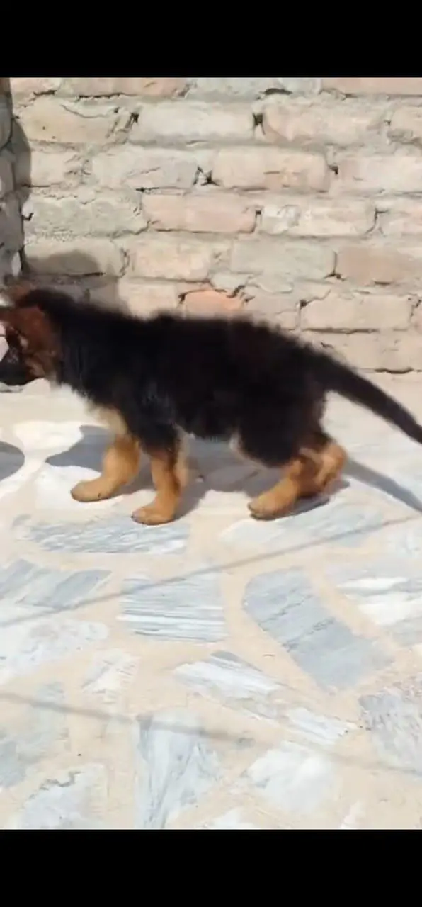 German shepherd puppie WhatsApp contact o344/17/52/88/two — photo 2