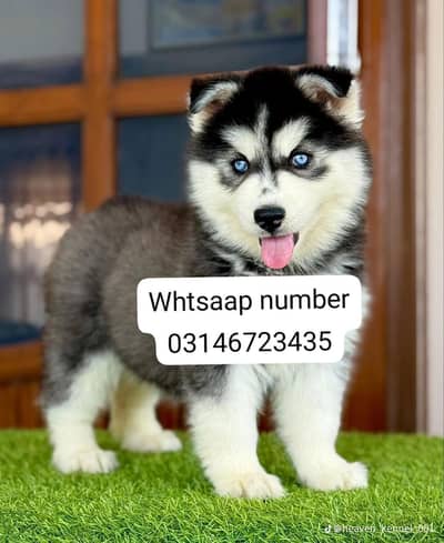 Siberian husky fore sale