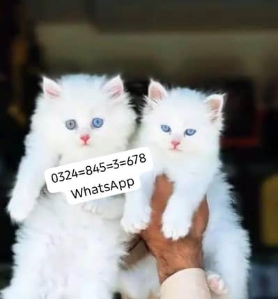Persian cat for sale male  femal my   0324845367eight hai WhatsApp