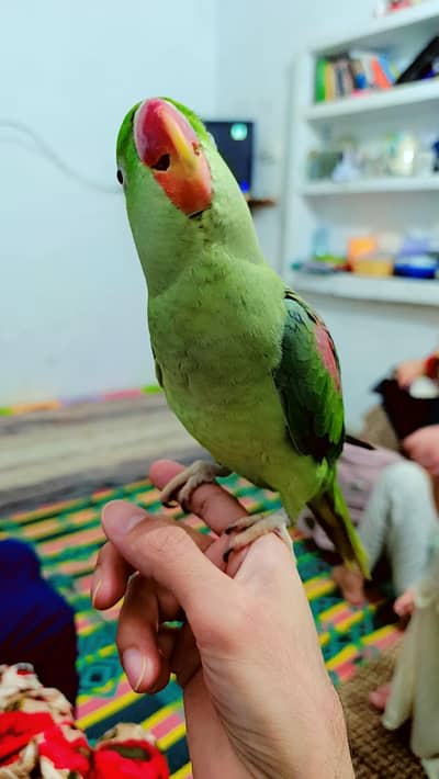 Raw parrots Urgent sale