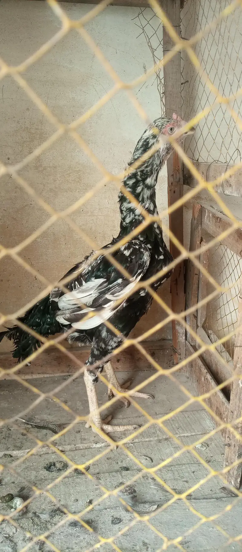 aseel madi — photo 3