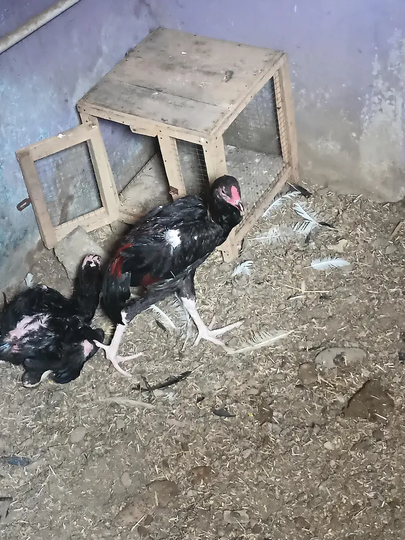 Aseel Hen — photo 2