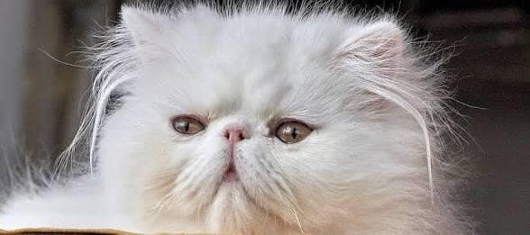 this cat is Persian cat