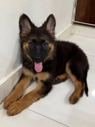 German shepherd puppy for sale fully trained