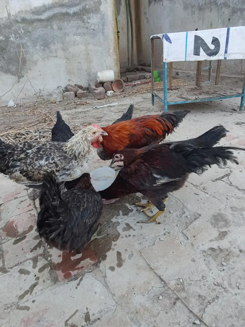 aseel murghi r desi murghian r murgha — photo 2