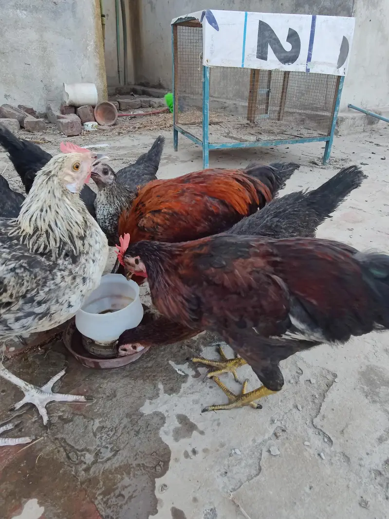 aseel murghi r desi murghian r murgha — photo 3