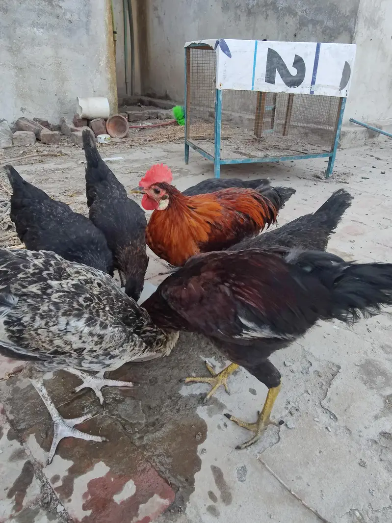 aseel murghi r desi murghian r murgha — photo 4