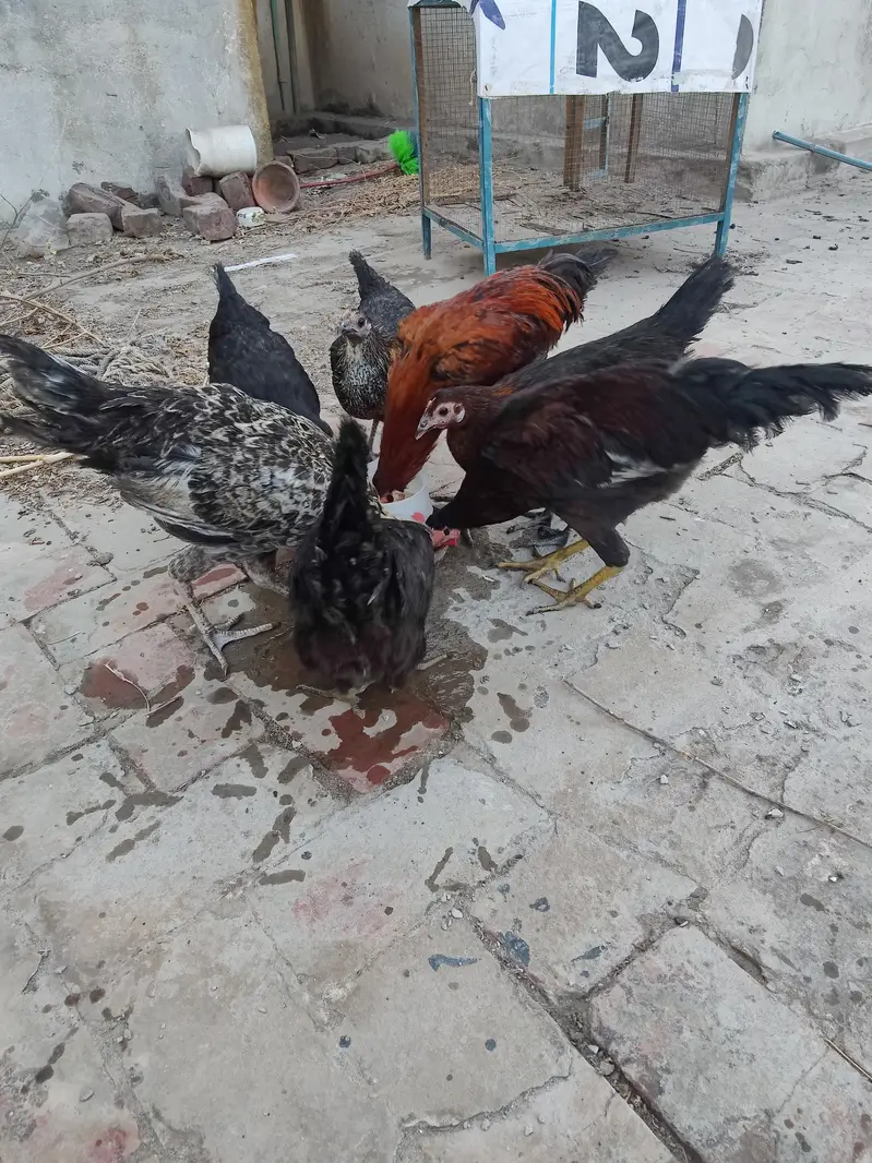 aseel murghi r desi murghian r murgha — photo 5