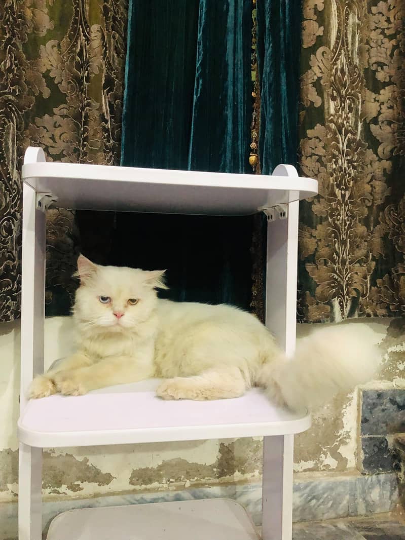 Persian Cat 0