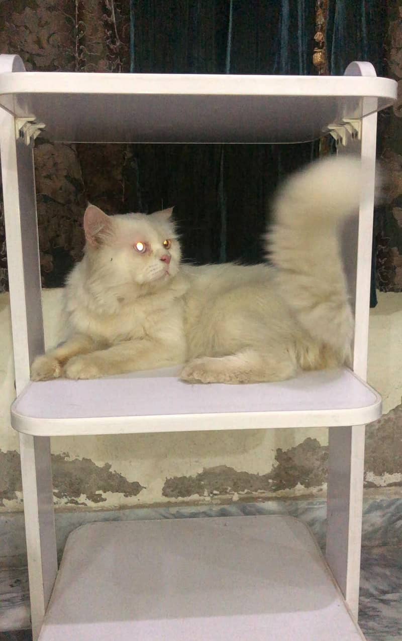 Persian Cat 1