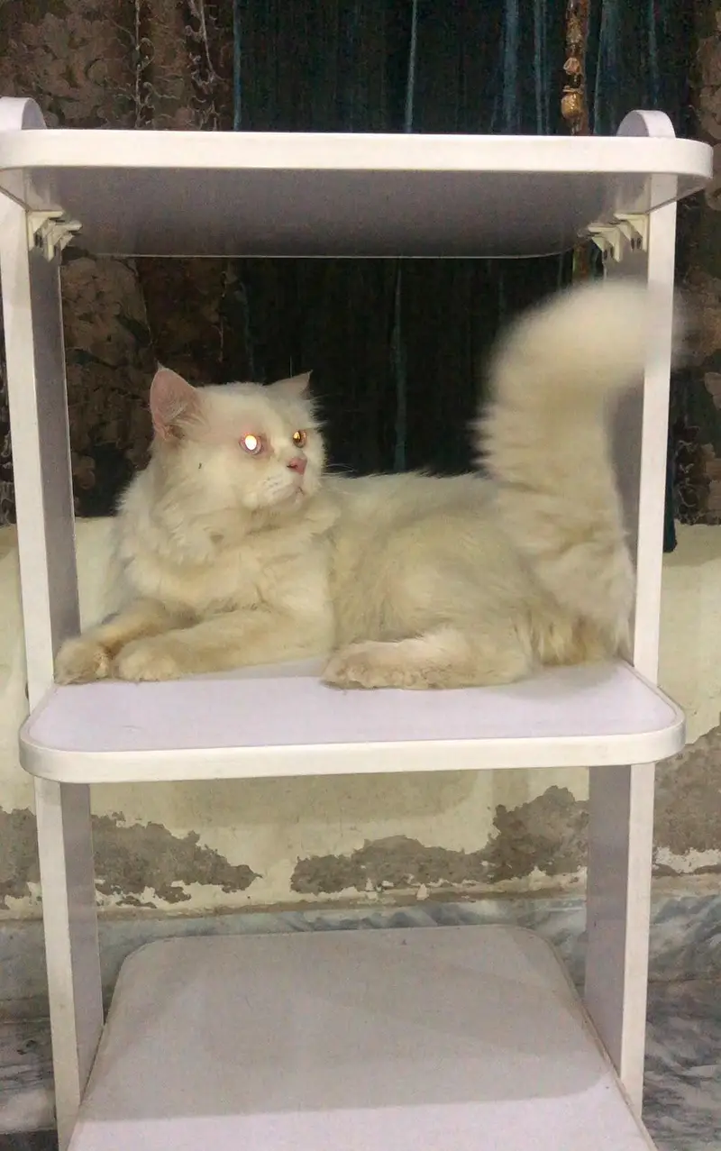 Persian Cat — photo 2