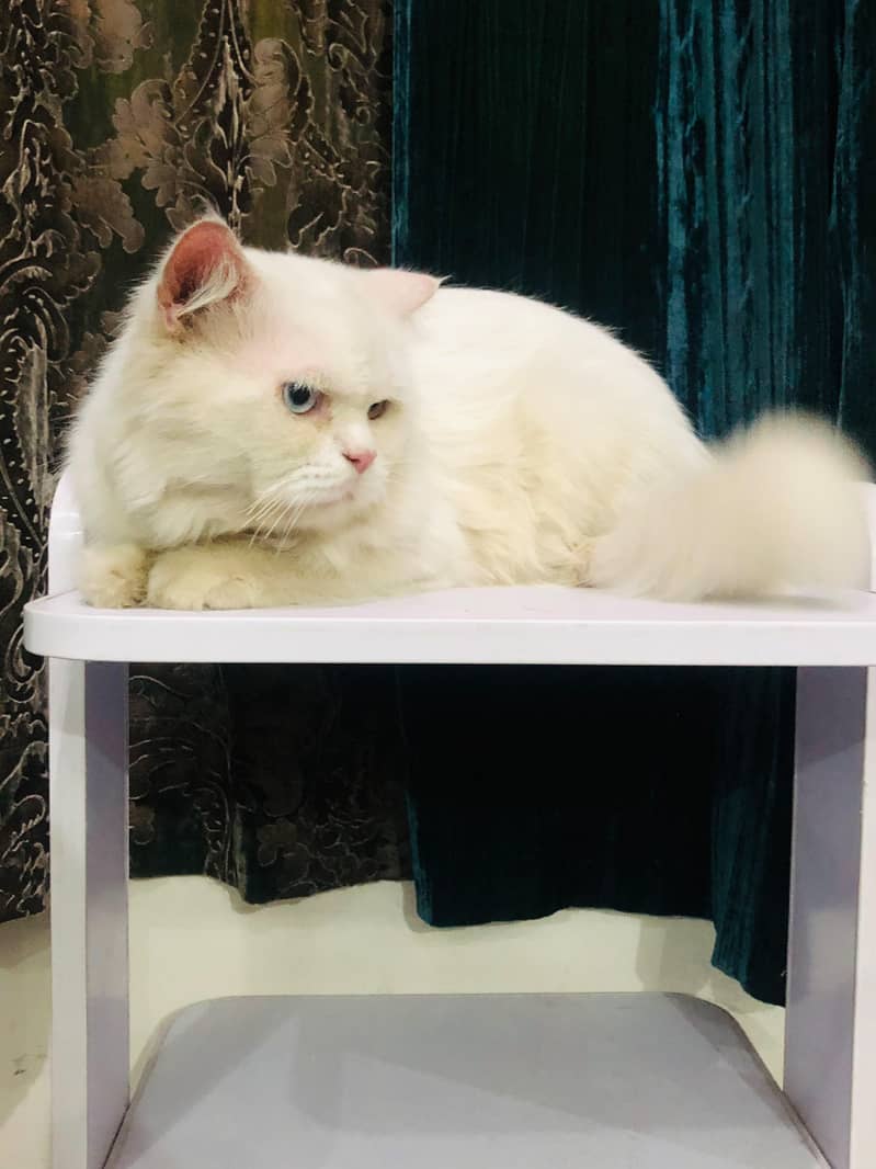 Persian Cat 2