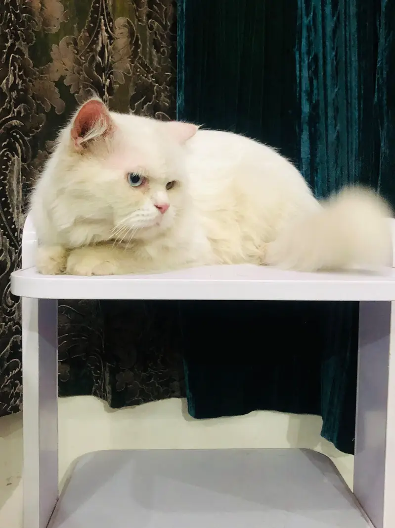 Persian Cat — photo 3