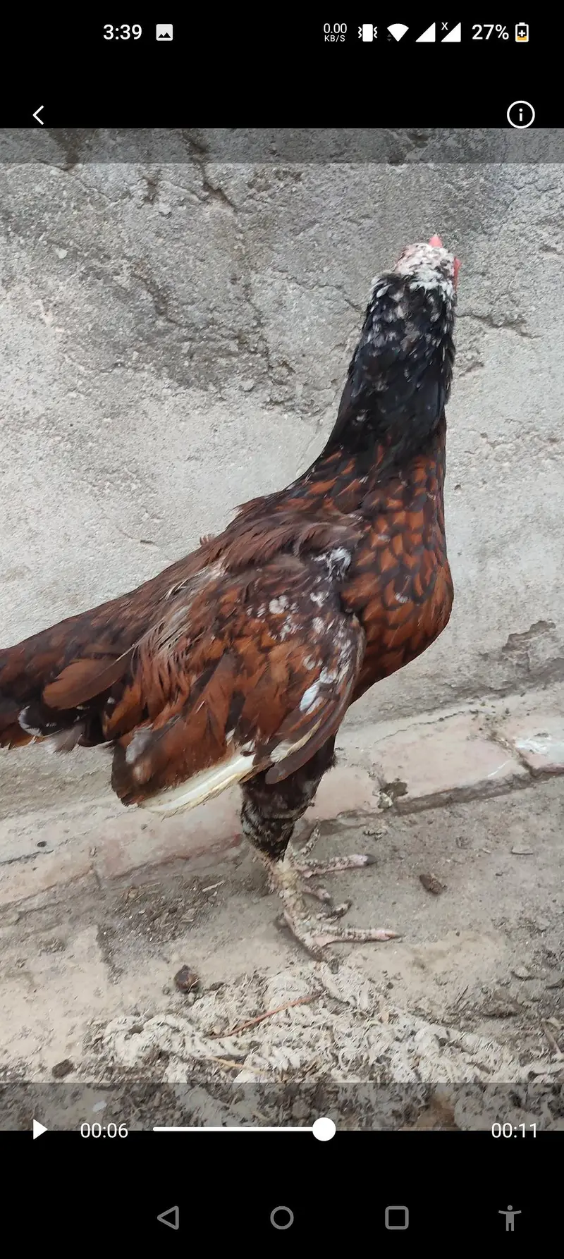 aseel murghi r desi murghian r murgha — photo 10