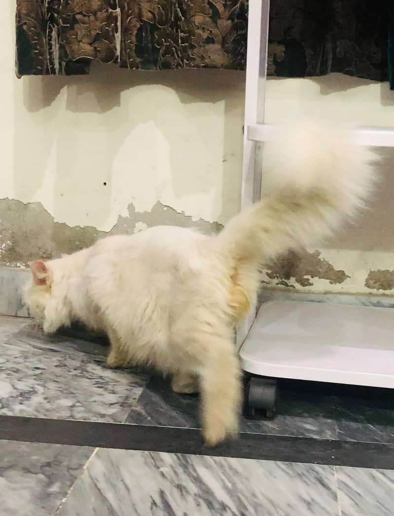 Persian Cat 3