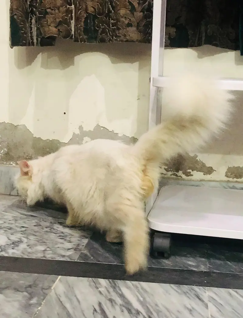 Persian Cat — photo 4