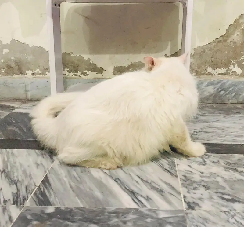 Persian Cat — photo 5