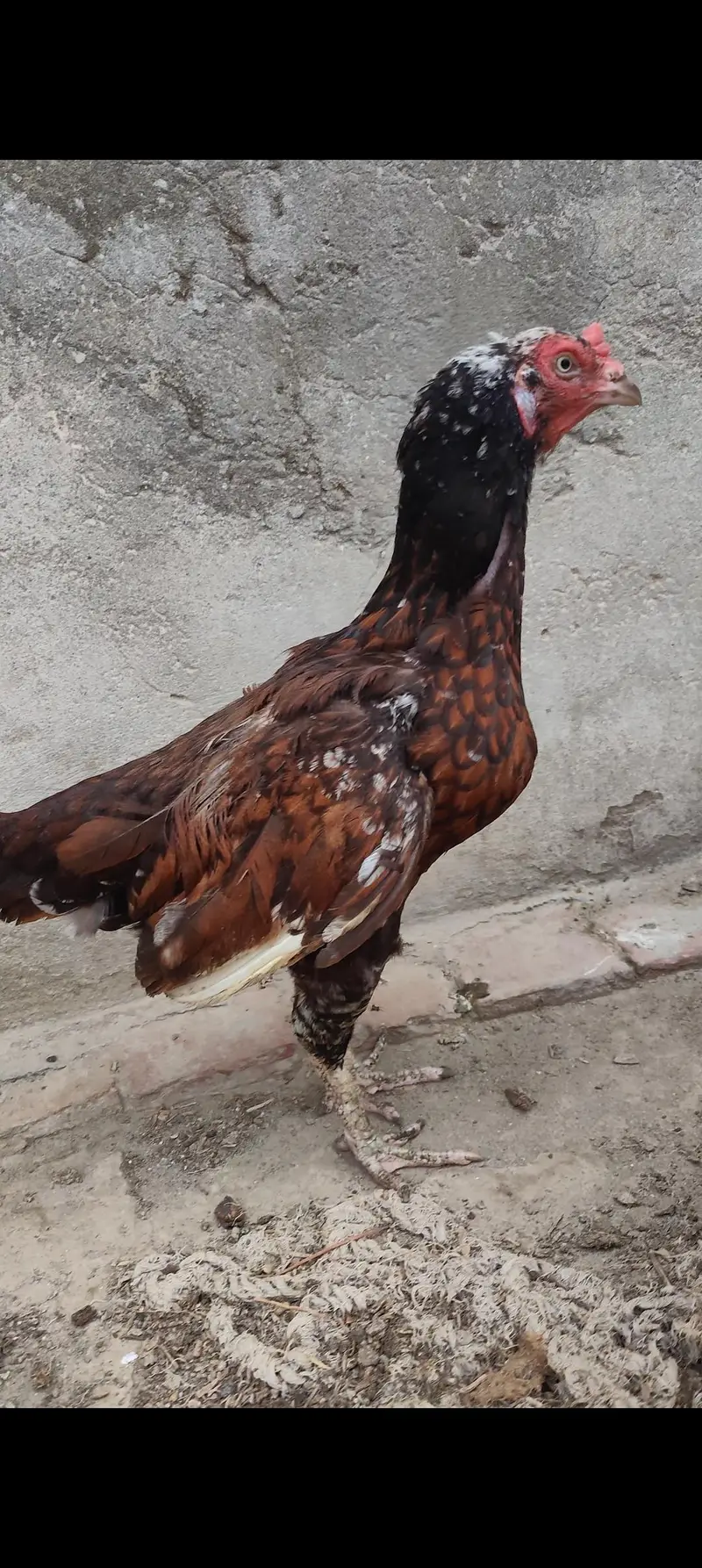 aseel murghi r desi murghian r murgha — photo 12