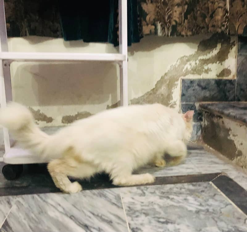 Persian Cat 5
