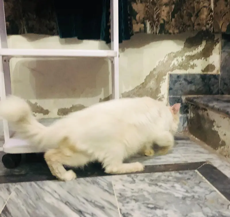 Persian Cat — photo 7