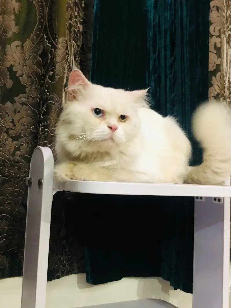 Persian Cat — photo 8